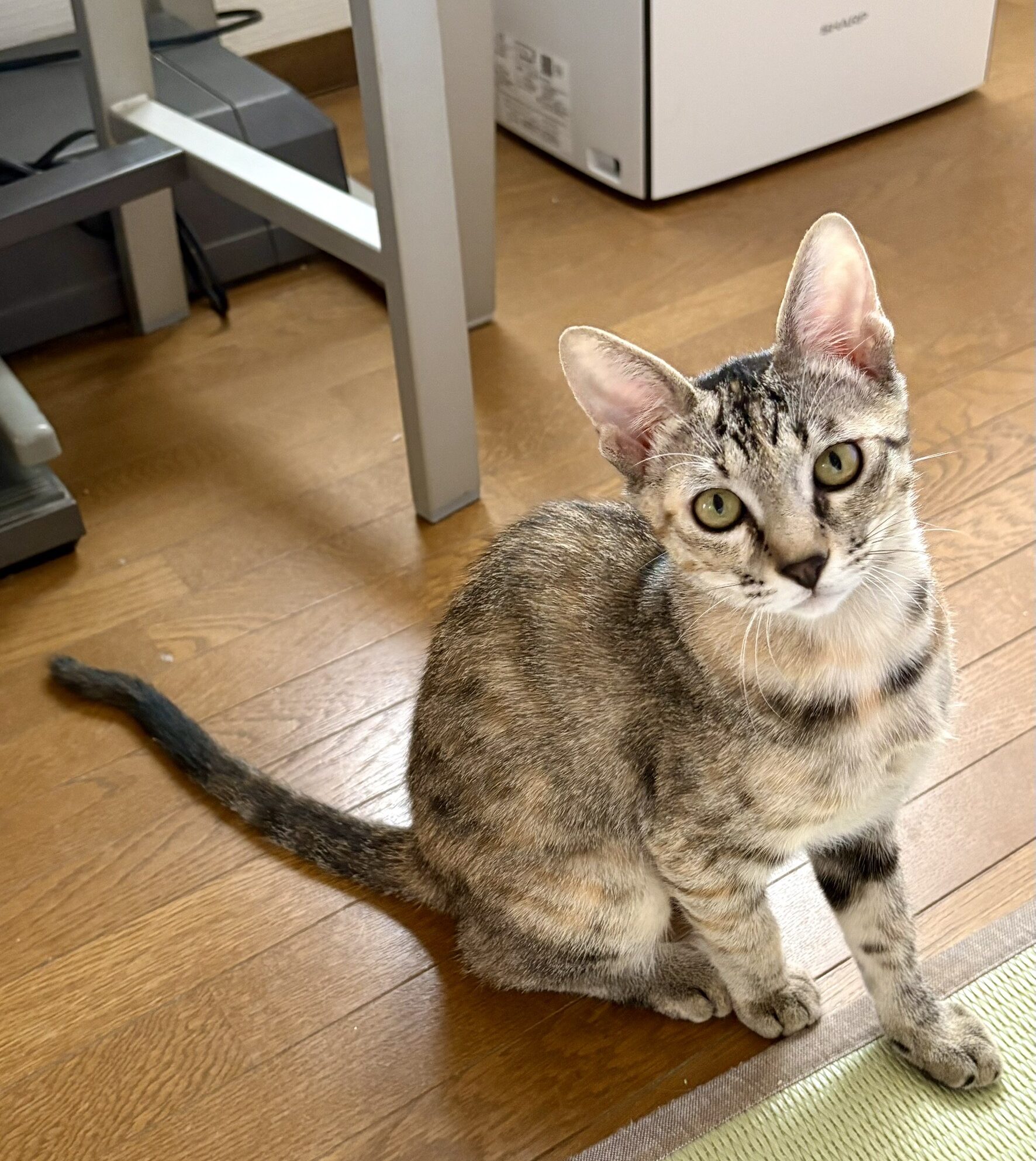 里親募集中