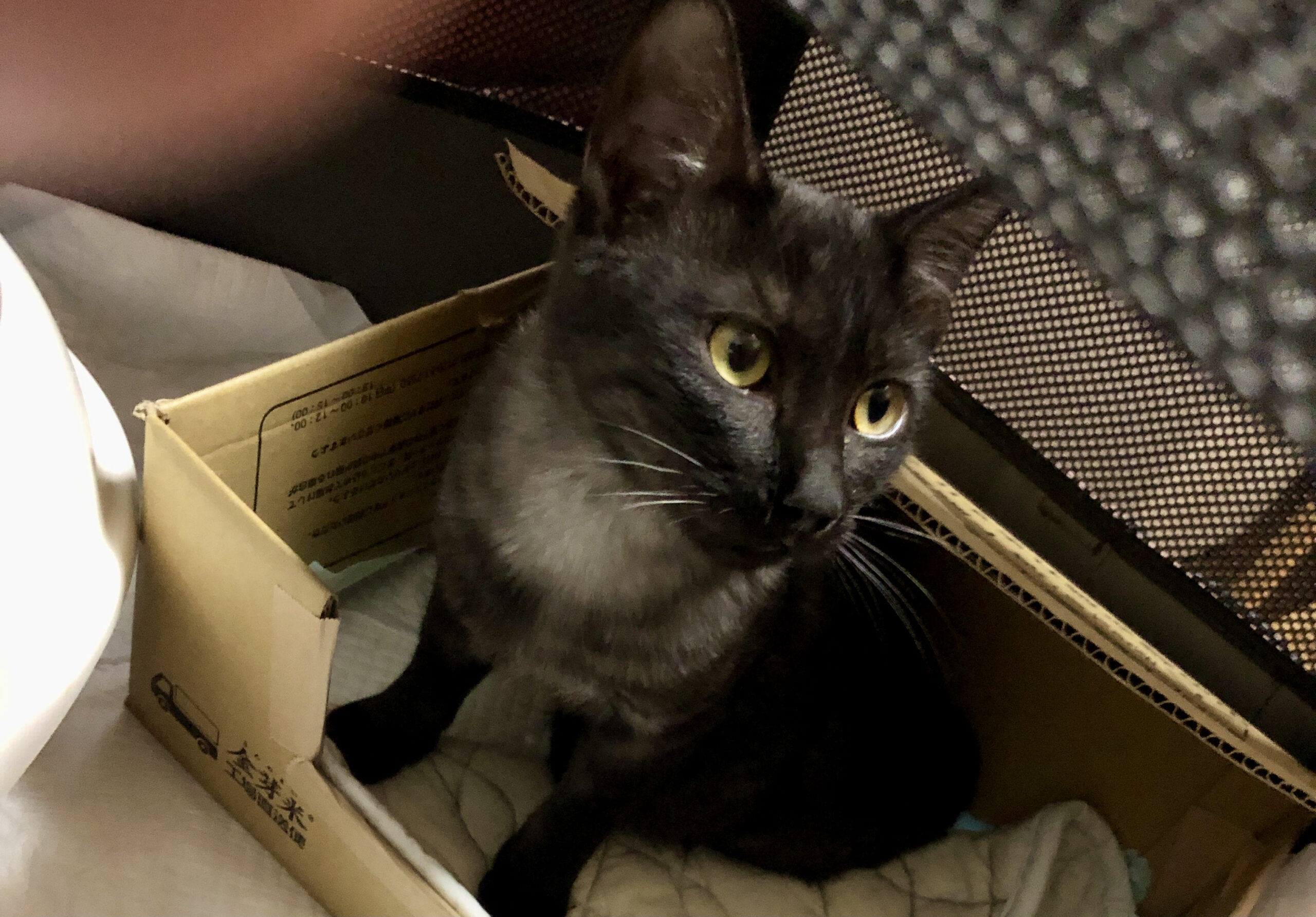 なでられて目を細める猫