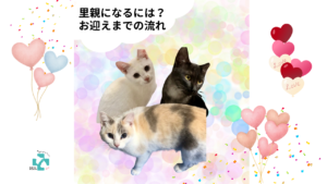 和歌山で里親になるには？お迎えまでの流れを案内する保護猫3匹のアイキャッチ画像｜アニマン・コクリエ