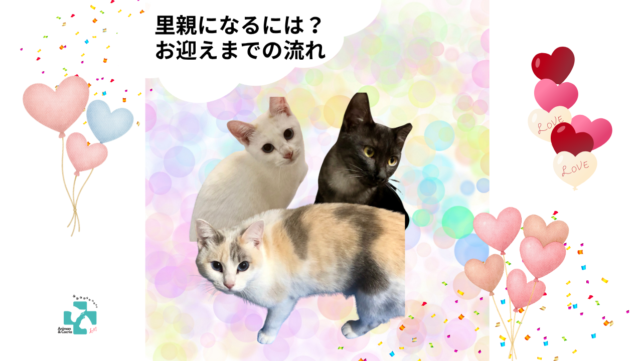 和歌山で里親になるには？お迎えまでの流れを案内する保護猫3匹のアイキャッチ画像｜アニマン・コクリエ